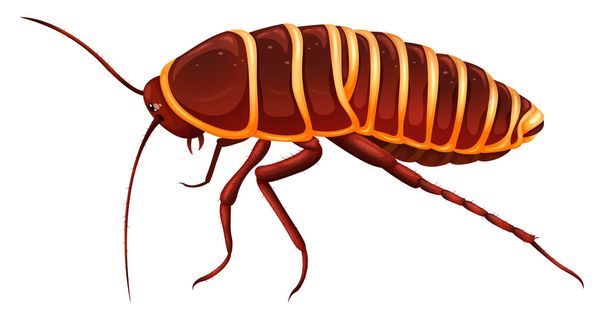 Cucaracha gigante - Anamesia
 - Vector, Imagen