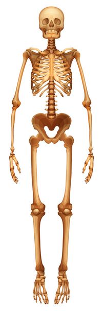 ανθρώπινο σκελετικό σύστημα - Διάνυσμα, εικόνα