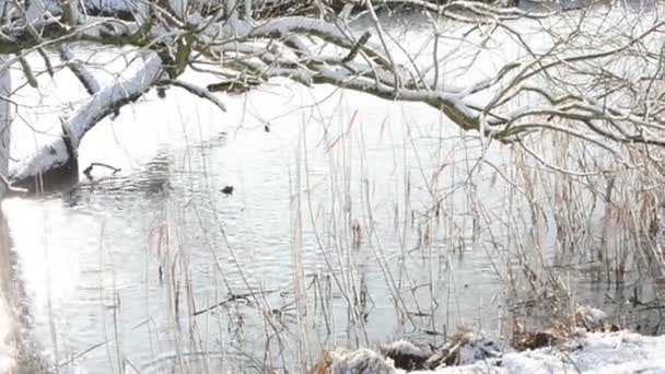 schmelzendes Eis, das von Zweigen einer Weide herunterfällt. Winterzeit. havelland (brandenburg)) - Filmmaterial, Video