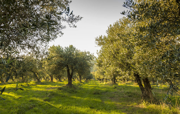 Oliveto mediterraneo con olivo secolare a Monteprandone (Marche)
. - Foto, immagini