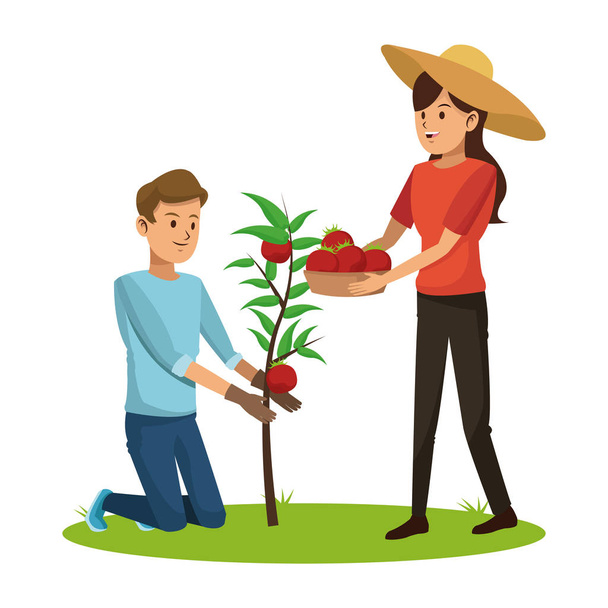 ζευγάρι διάλεξε ντομάτα δέντρο καλάθι - Διάνυσμα, εικόνα