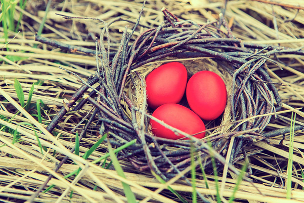 Dekoratív festett tojások a fészekben. Húsvéti tojás. Tavaszi kert dekoráció. - Fotó, kép