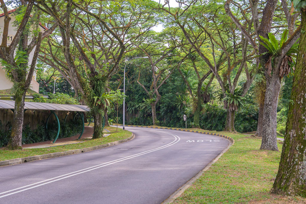 κάμπτοντας δρόμος με δέντρα, σε ένα δημόσιο πάρκο - Φωτογραφία, εικόνα
