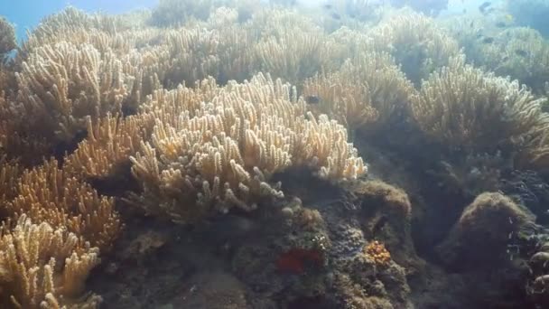 サンゴ礁と熱帯魚。フィリピン - 映像、動画