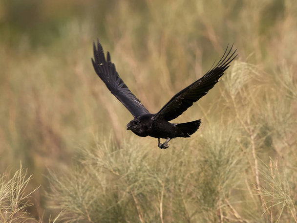 Corvo-comum (Corvus corax) - Foto, Imagem