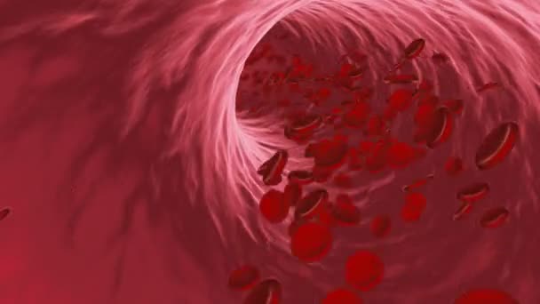 Czerwone ciałka krwi przepływającej przez żyły lub tętnicy - Materiał filmowy, wideo