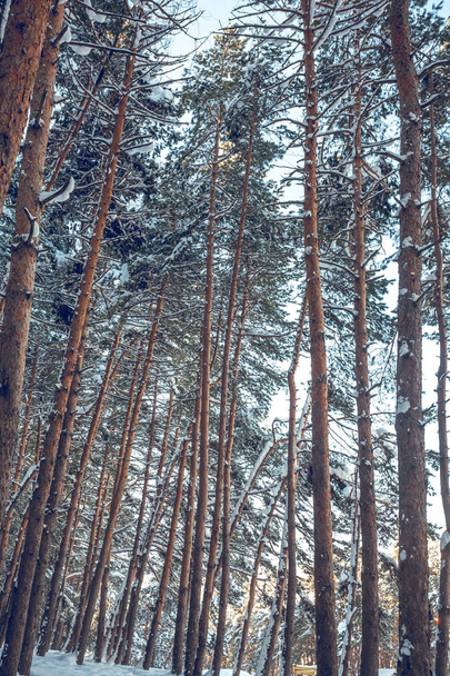 Sníh nad smrky a borovice - Fotografie, Obrázek