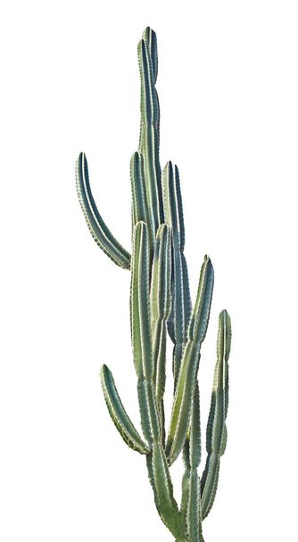 cactus isolated on white background - Photo, Image
