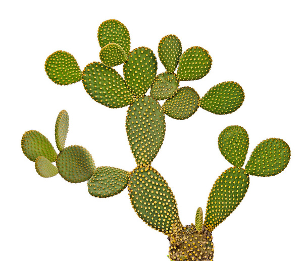 Opuntia cactus isolato su fondo bianco
 - Foto, immagini