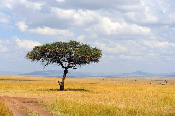 Landschap met boom in Afrika - Foto, afbeelding