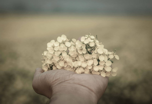 Mano sosteniendo flores de mostaza
 - Foto, Imagen