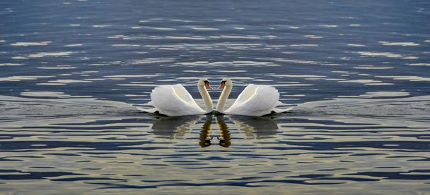 Dos cisnes haciendo un corazón
 - Foto, imagen