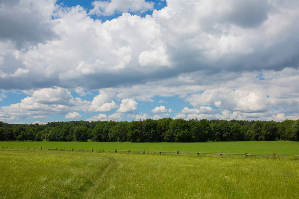 Зелені пасовища коней. Сільський весняний пейзаж
 - Фото, зображення