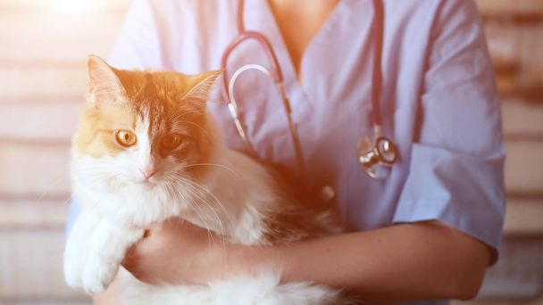 Young female doctor Veterinary with a three color cat on arms. medical equipment on background. - 写真・画像