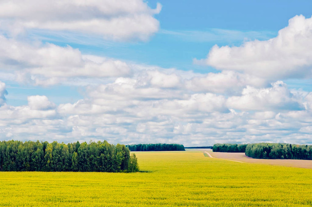 cornfield and forest - Fotó, kép