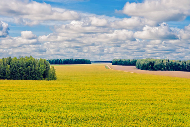 cornfield and forest - Zdjęcie, obraz