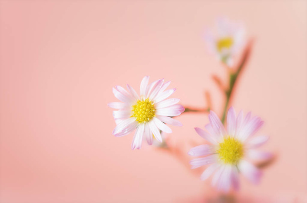 çiçekler çok güzel arka plan ile seçici tasarımınız için  - Fotoğraf, Görsel