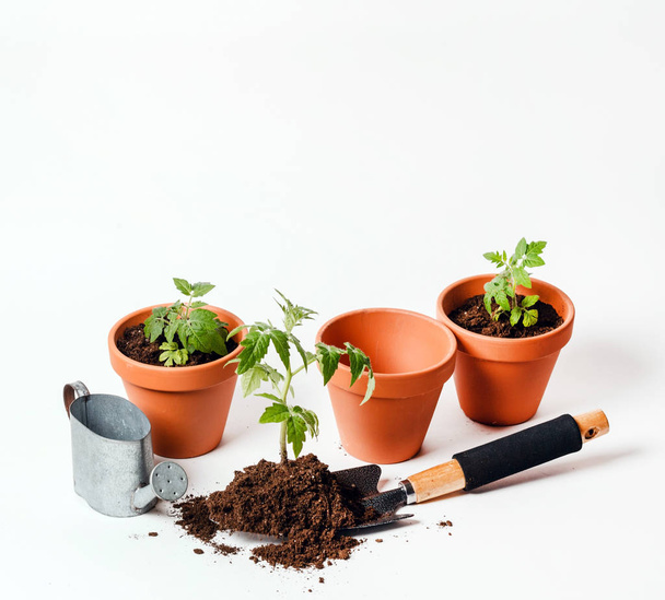 tomato seedling in a clay pot - Photo, image