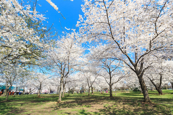 Cherry Blossom festivaali keväällä
  - Valokuva, kuva