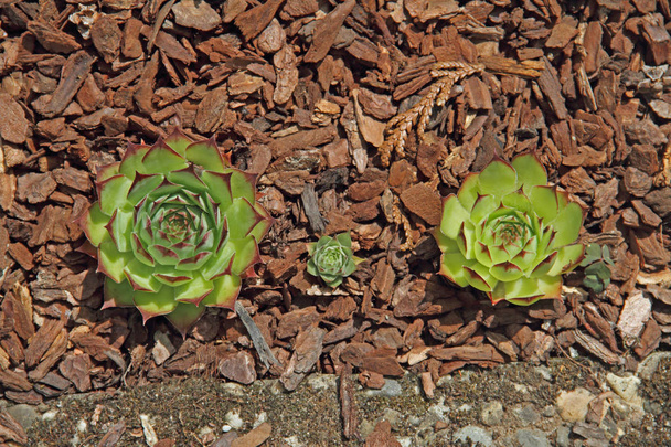 2 つの緑 Stoneroses - 写真・画像