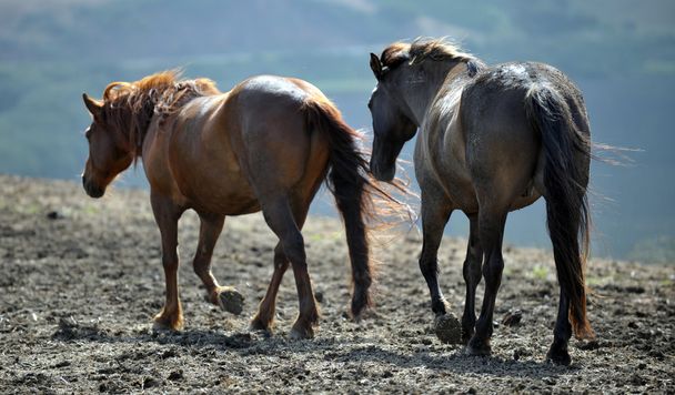 caballos salvajes - Foto, Imagen