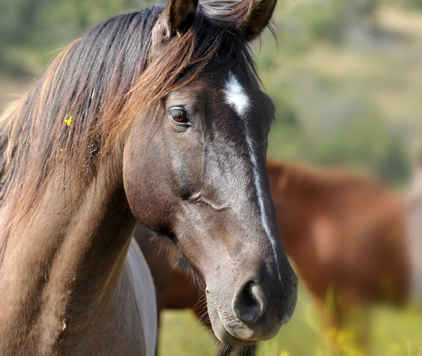 Amerikaanse wilde mustang paarden - Foto, afbeelding