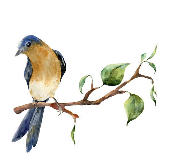 Watercolor bird sitting on tree branch with leaves. Hand painted spring illustration with robin redbreast isolated on white background. Nature print for design. - Photo, Image