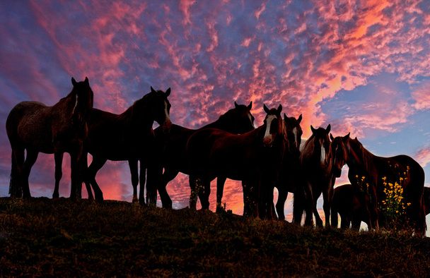 Cavalli selvatici americani mustang
 - Foto, immagini