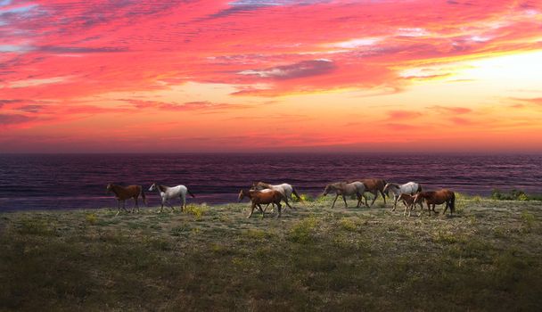 Amerikan vahşi mustang atlar - Fotoğraf, Görsel
