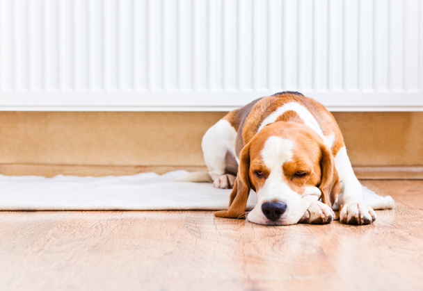 The dog near to a warm radiator - Photo, Image