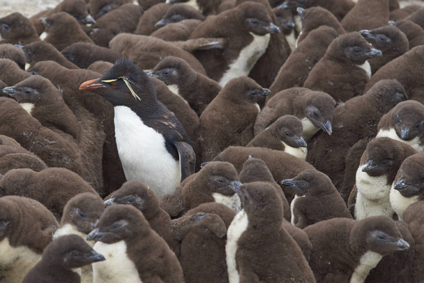 Rockhopper pingvin csibék bölcsőde - Fotó, kép