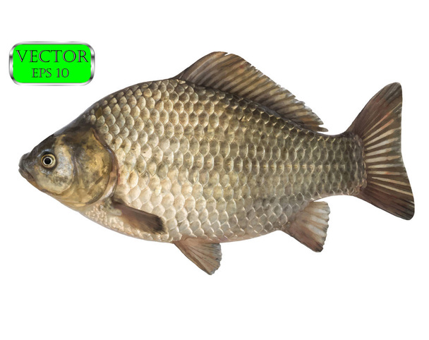 Φρέσκο ωμό ψάρι κυπρίνος crucian απομονώνονται σε λευκό φόντο. Διάνυσμα - Διάνυσμα, εικόνα