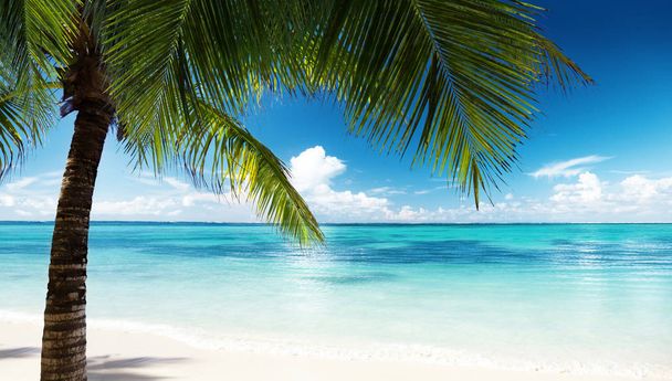Caribbean beach and leaves of coconut palm - Фото, зображення