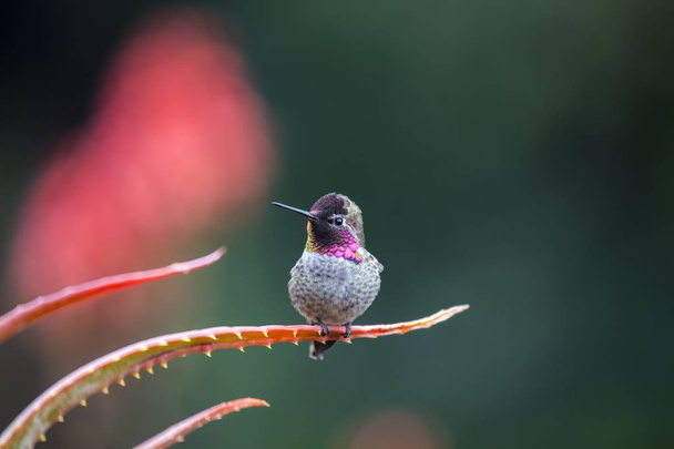 Anna 's Hummingbird (Calypte anna
) - Фото, изображение