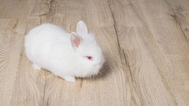 Pequeño conejo sobre fondo de madera
 - Foto, Imagen