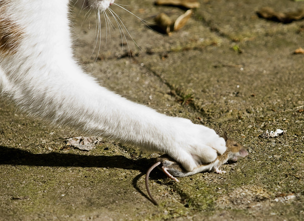 kedi ve fare savaş - Fotoğraf, Görsel