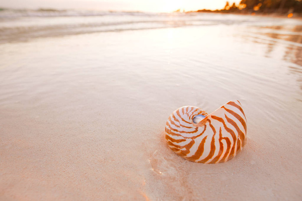κοχύλι Ναυτίλος στην παραλία  - Φωτογραφία, εικόνα