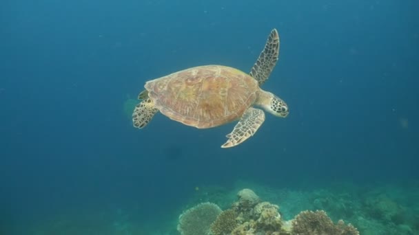 Meeresschildkröte unter Wasser. - Filmmaterial, Video