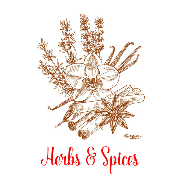 Spice herbs and herbal spices vector sketch - Vector, Image