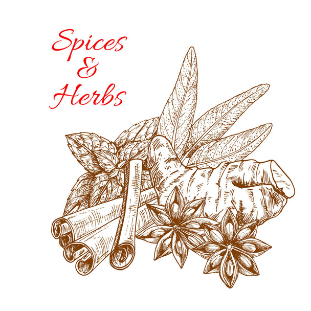Herbal spices and vector sketch spicy herbs - Vector, Image