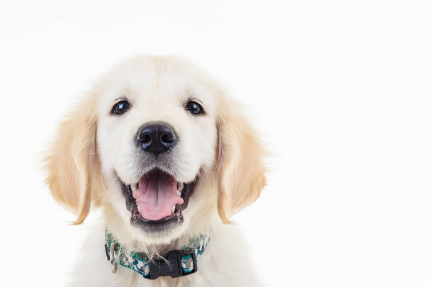mutlu nefes nefese golden labrador retriever köpek yavrusu - Fotoğraf, Görsel