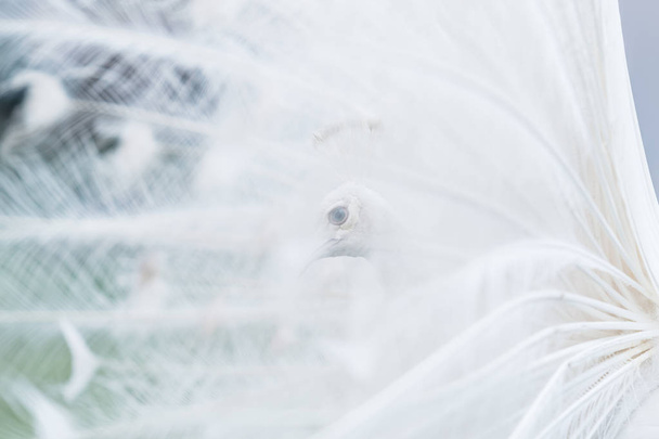 гарний білий павич
 - Фото, зображення