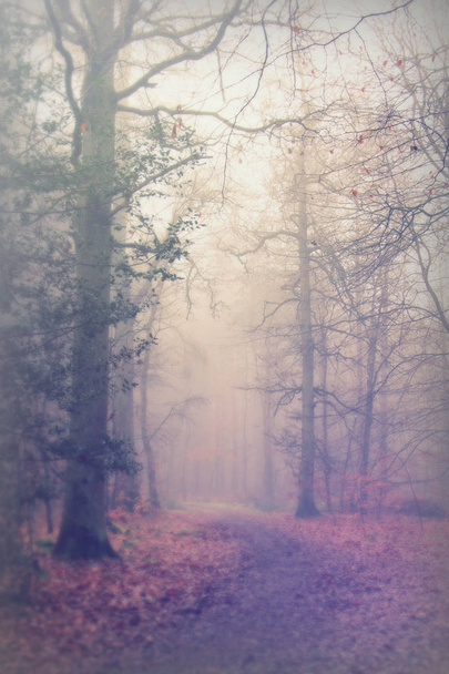Ελληνικά δάση την ομιχλώδη ομίχλη το πρωί - Φωτογραφία, εικόνα