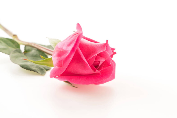 pink rose on white - Photo, Image