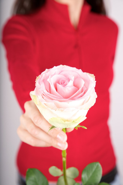 Ofreciendo rosa rosa sobre fondo rojo
 - Foto, Imagen