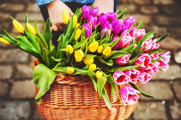 A big basket full of fresh colorful tulips holding by a child, outdoors, concept for mother's day - Photo, Image