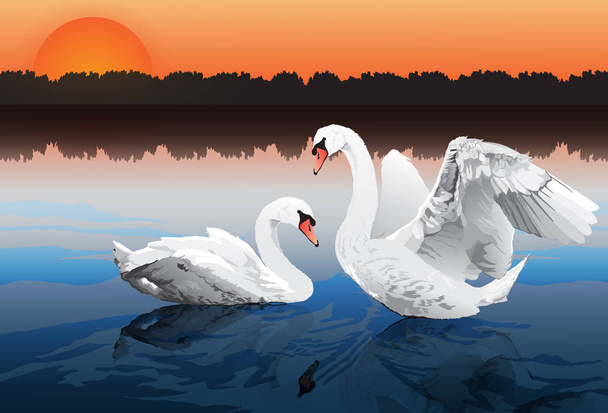 Casal de cisne romântico
 - Vetor, Imagem