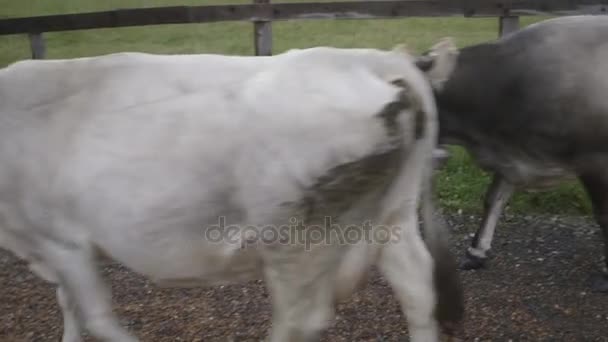 Cows walking towards farm - Filmati, video