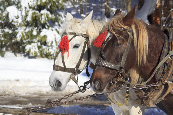 Pair pf Horses Close-up - Фото, зображення