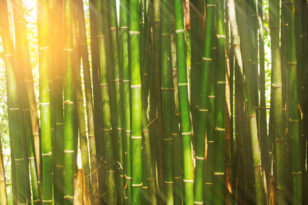 Bambusz a napfény a nap - Fotó, kép